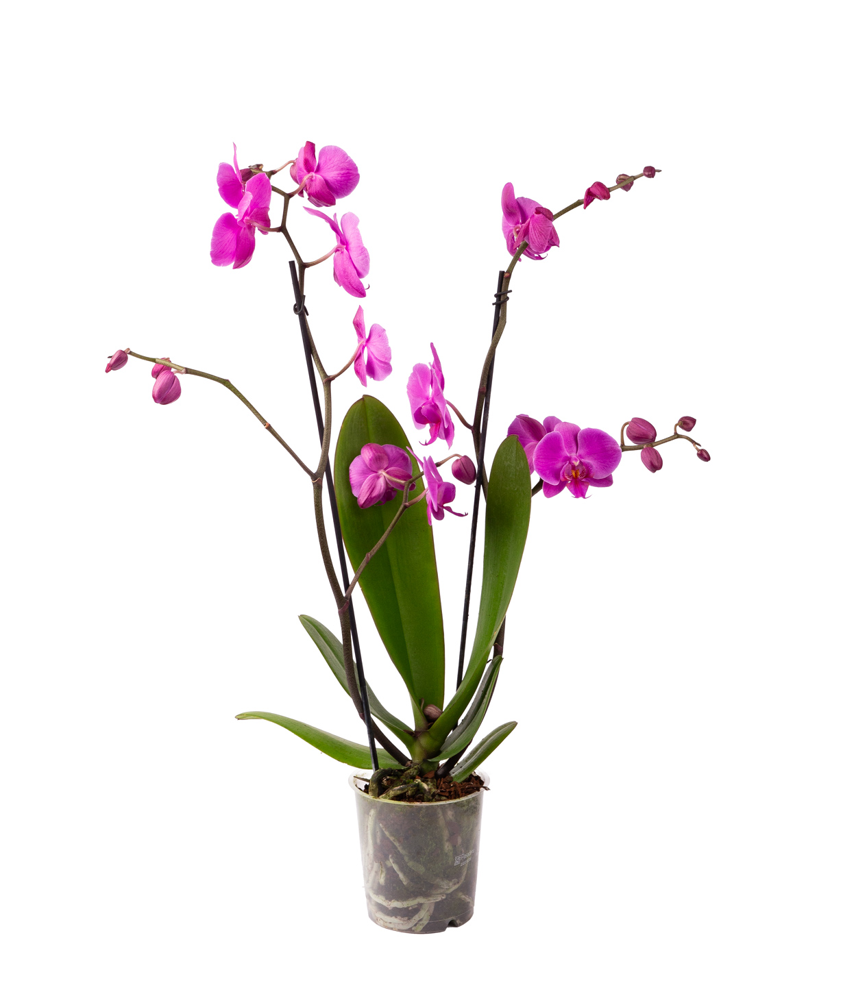 Բույս «Orchid Gallery» Խոլորձ №25