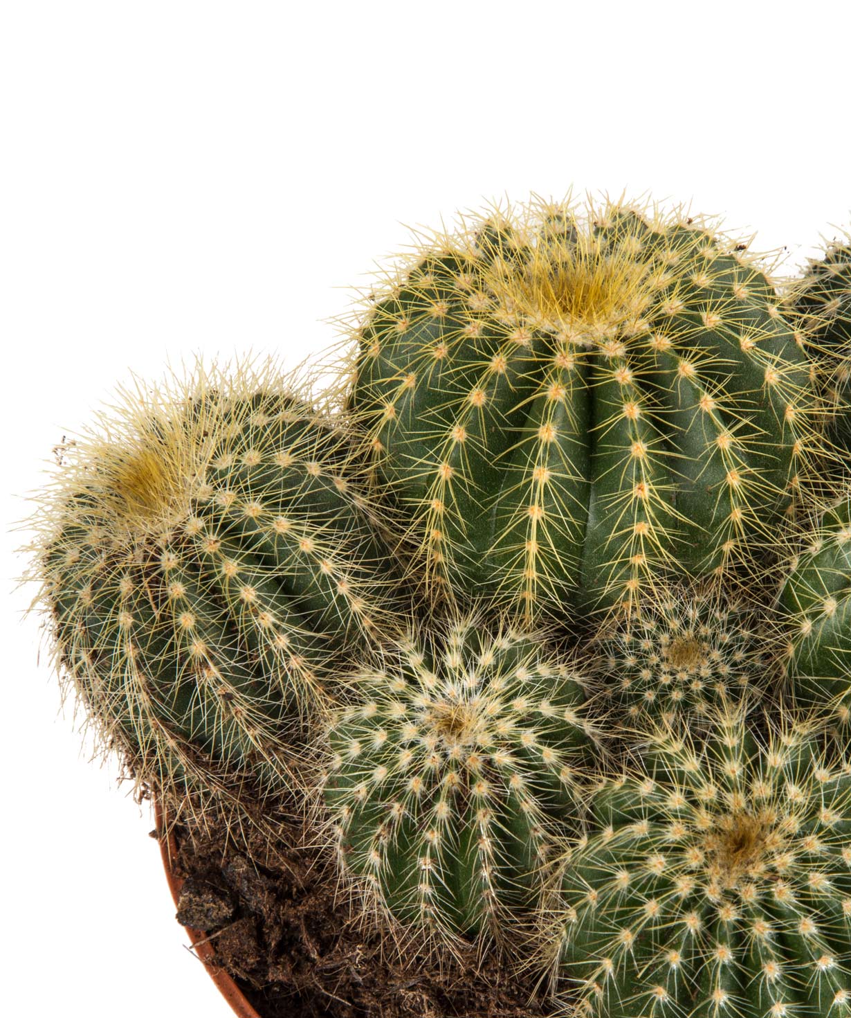 Cactus `Orchid Gallery` №19