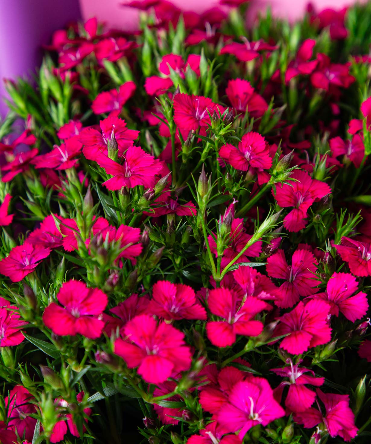 Bouquet «Farsi» with field dianthus