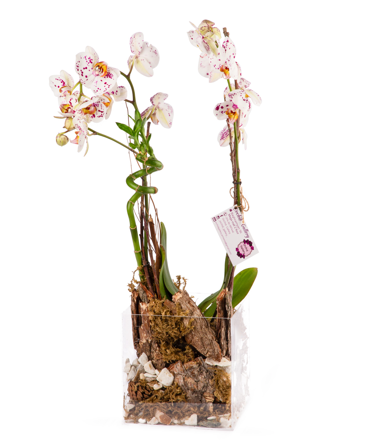 Растение `Orchid Gallery` Орхидея №13