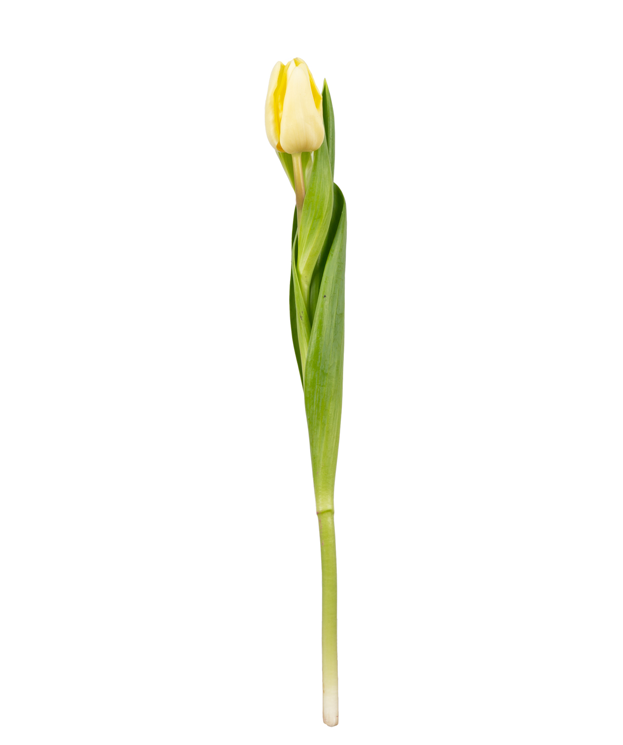 Tulip «Mon Amie» white, 1 pc