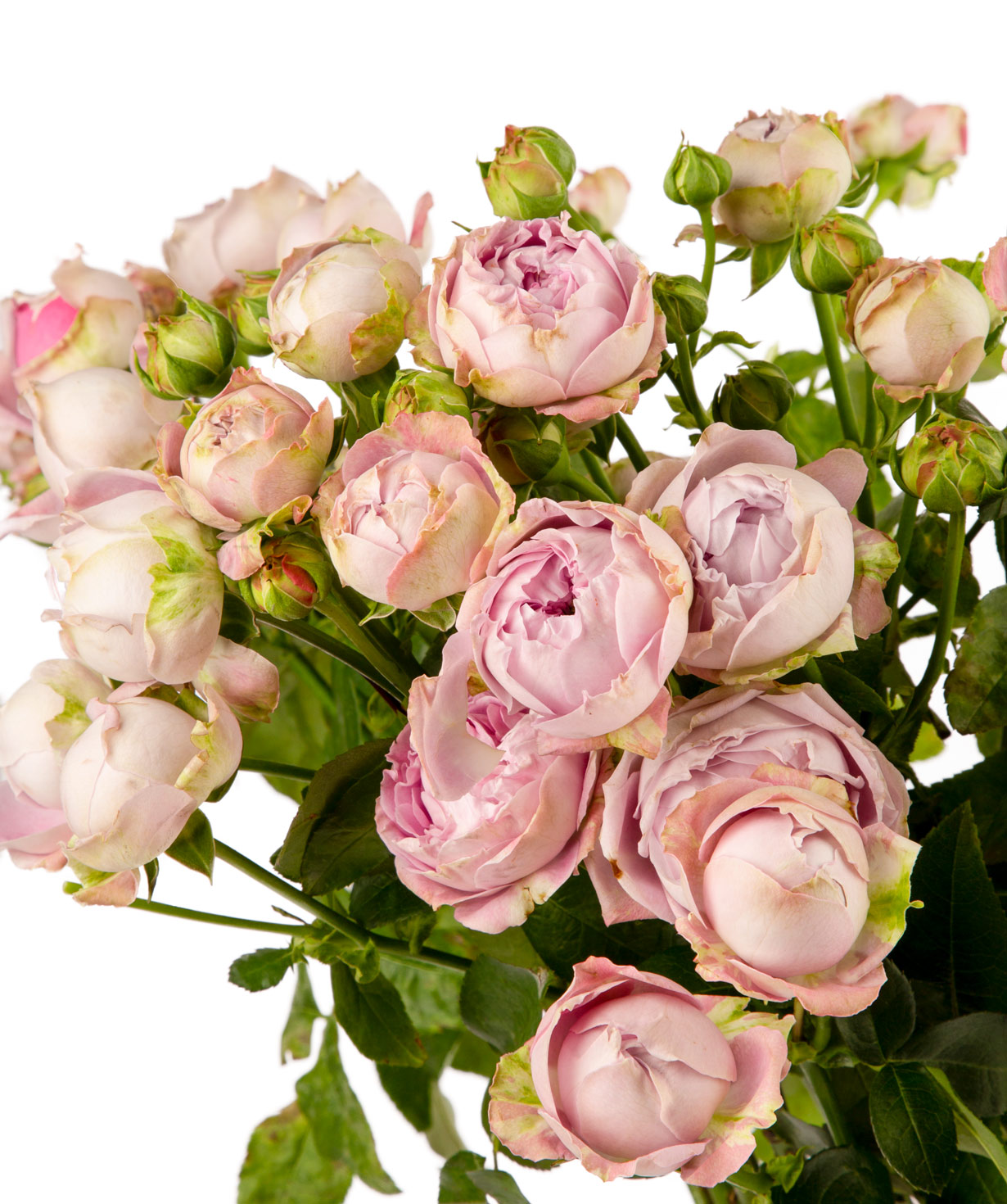 Bouquet `BLOSSOM BUBBLES` with peony rose