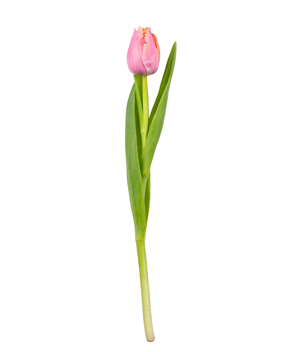 Тюльпан «Mon Amie» розовый, 1 шт №2