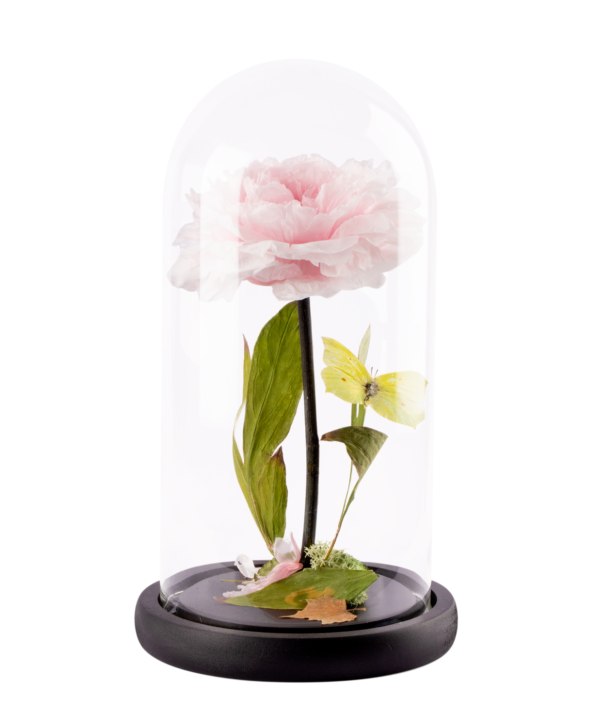 Pion `EM Flowers` eternal 27 cm pink