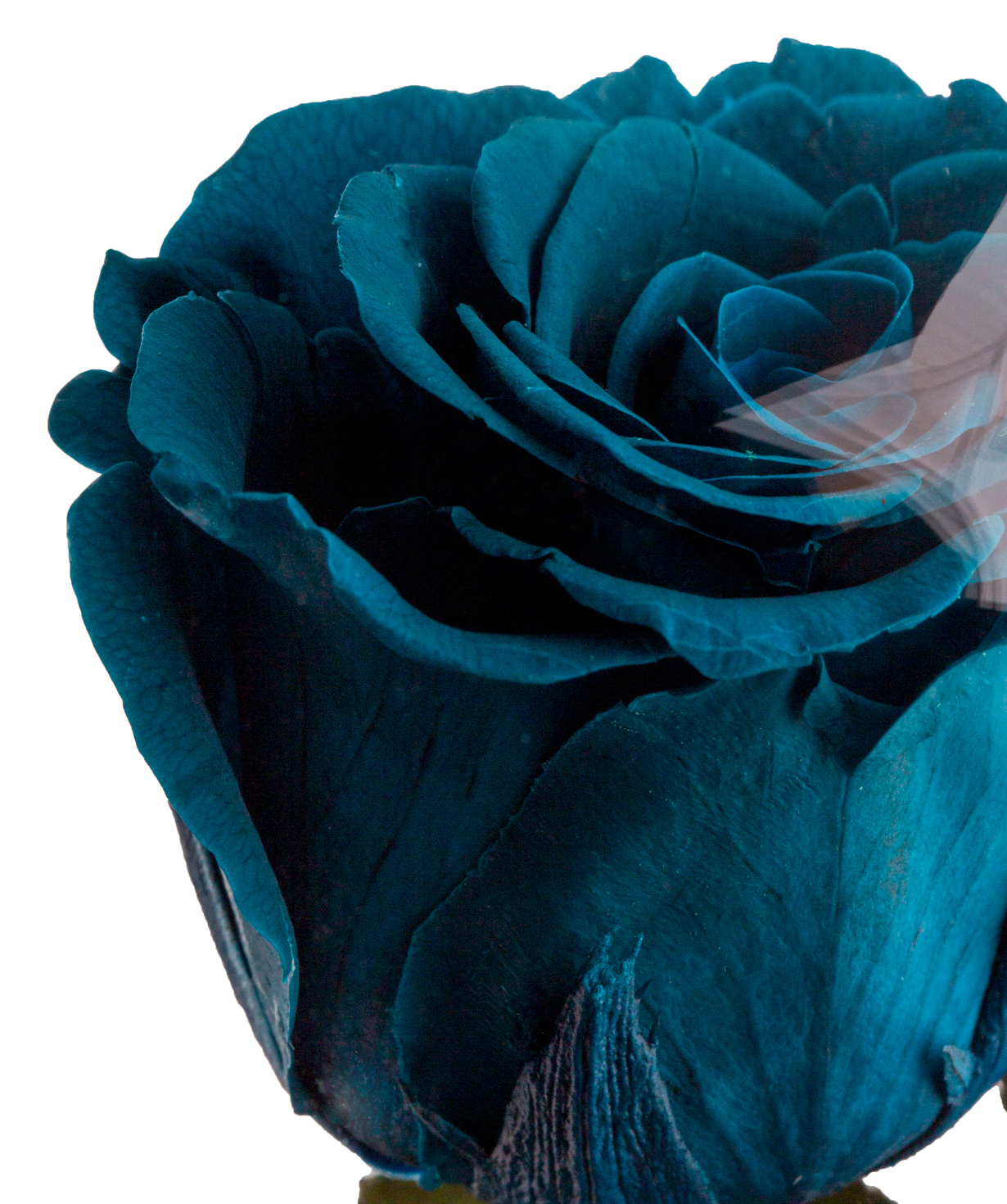 Роза `EM Flowers` электрическая зеленая 23 см в колбе