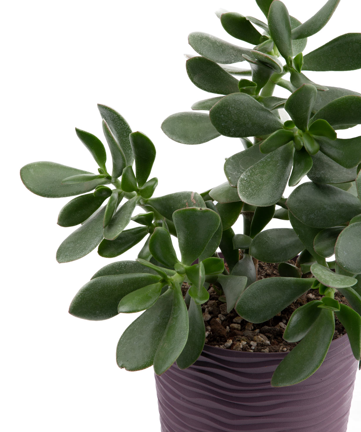 Plant «Eco Garden» Crassula №3