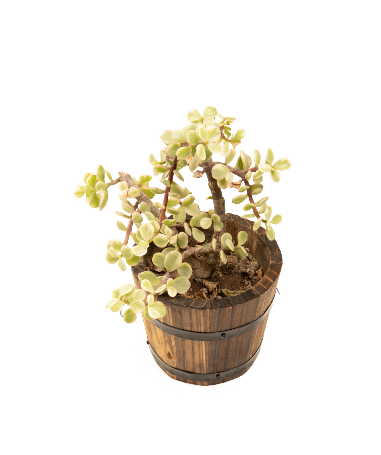 Растение «Eco Garden» Портулакария №75