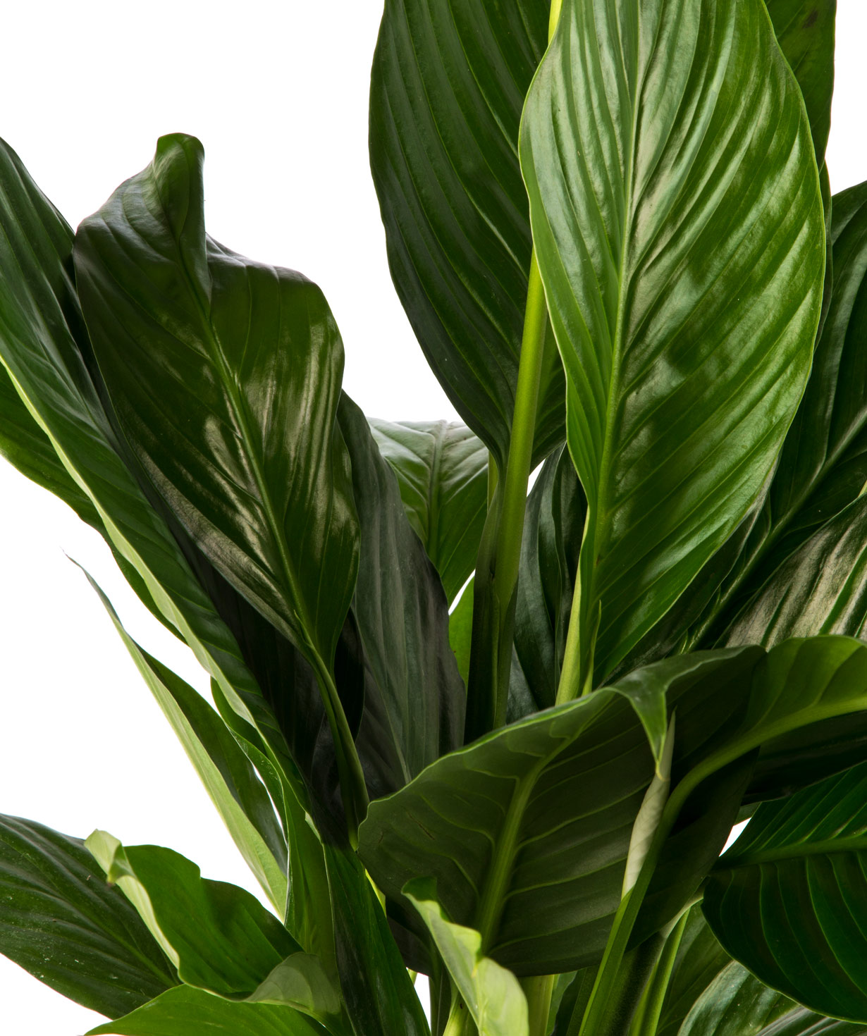Plant `Orchid Gallery` Spathiphyllum №4