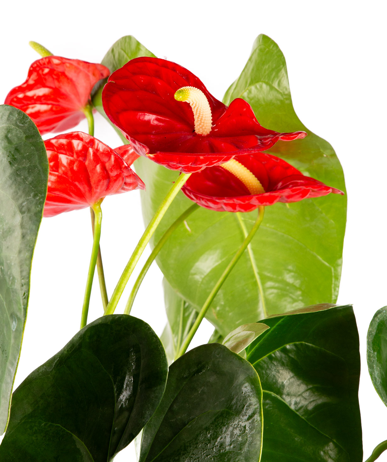 Plant «Orchid Gallery» Anthurium