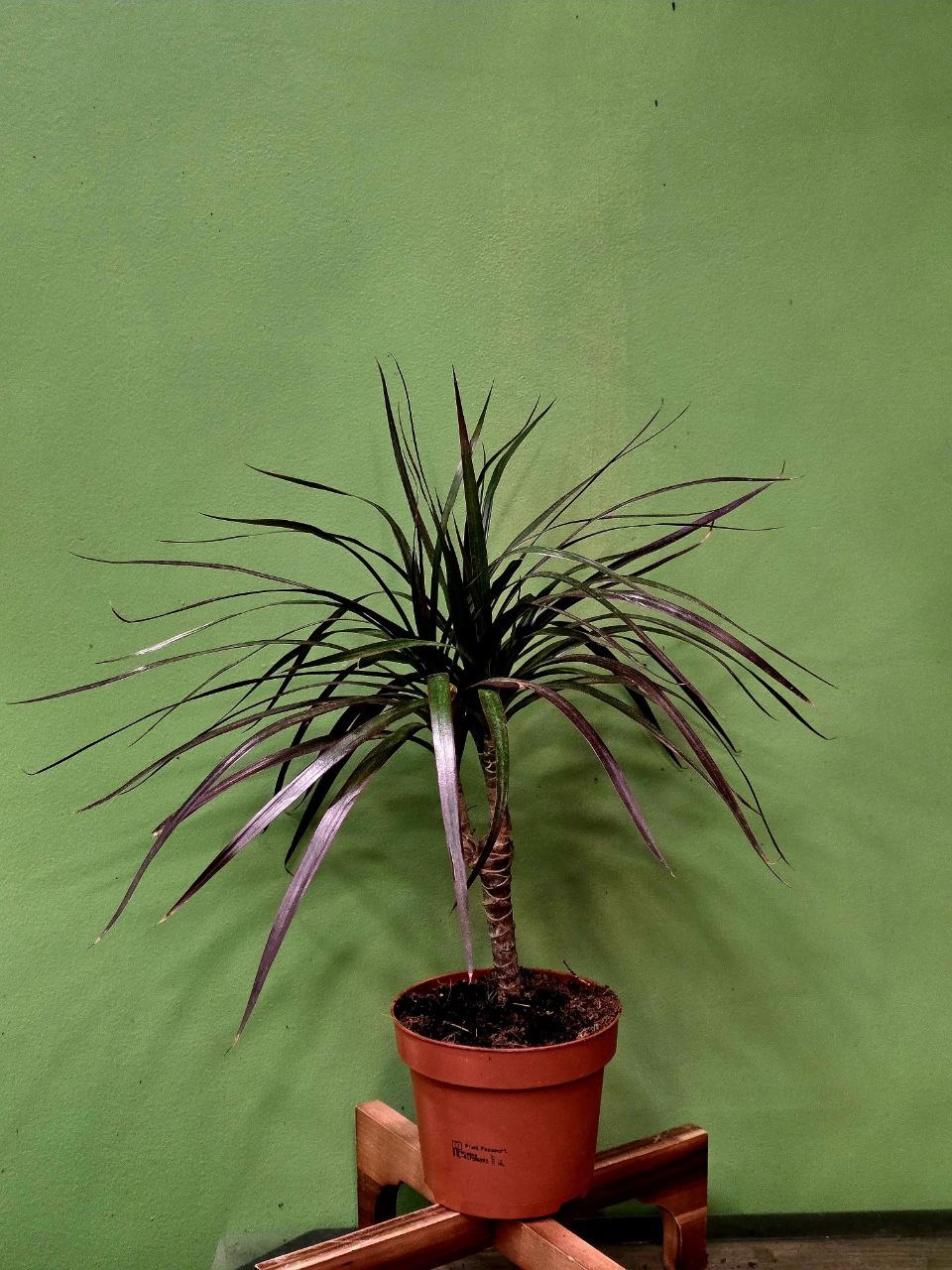 Растение «Greenarium»  Dracena №35