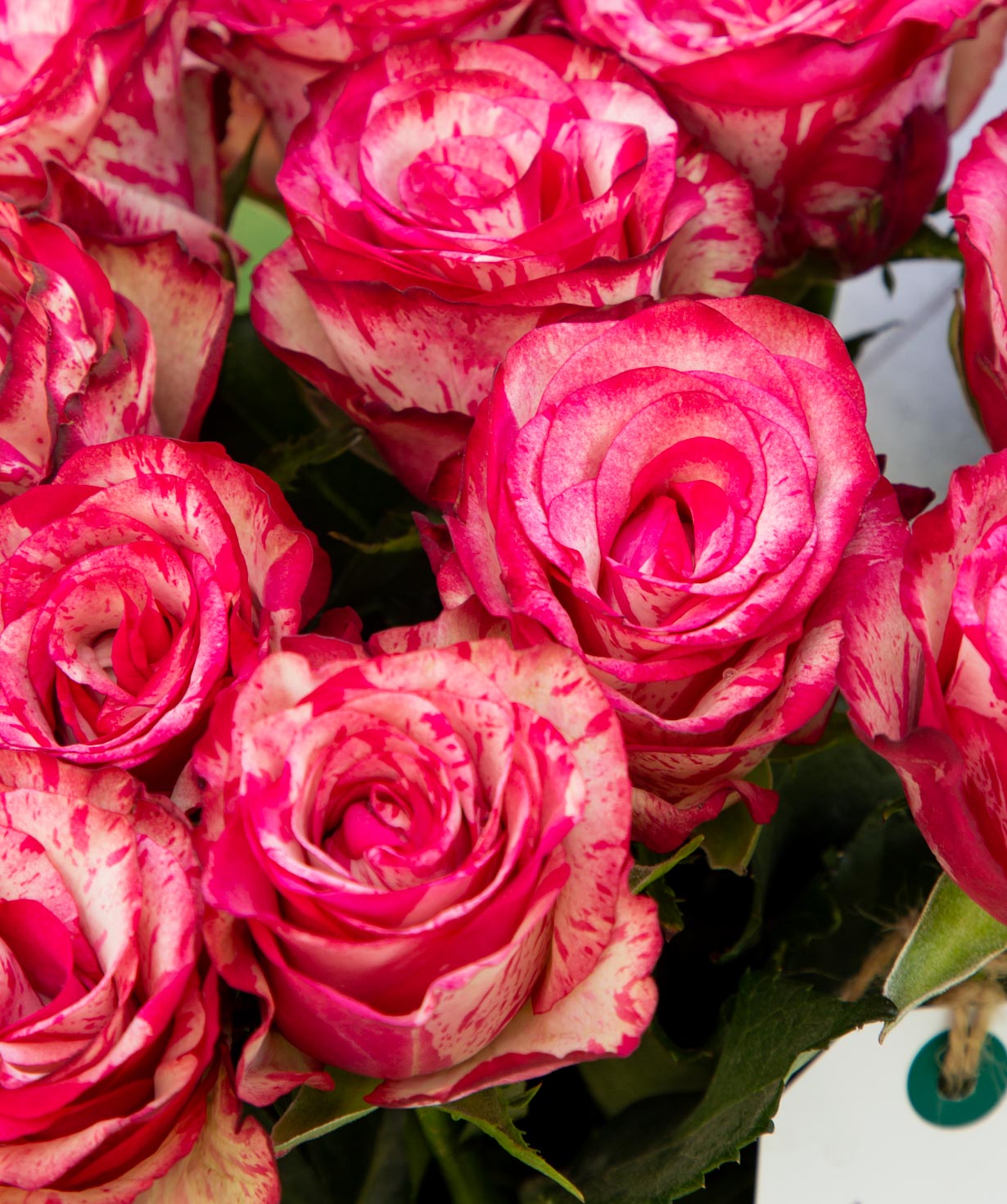 Roses `Baracuda` pink 15 pcs