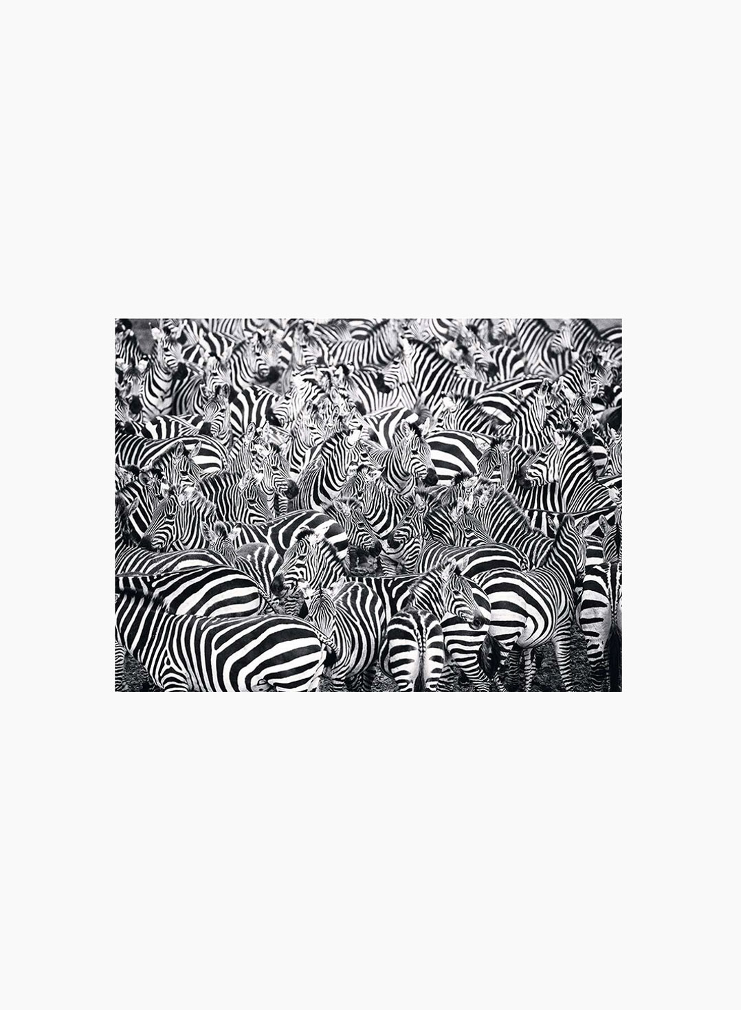 Ravensburger Puzzle Zebras 500p
