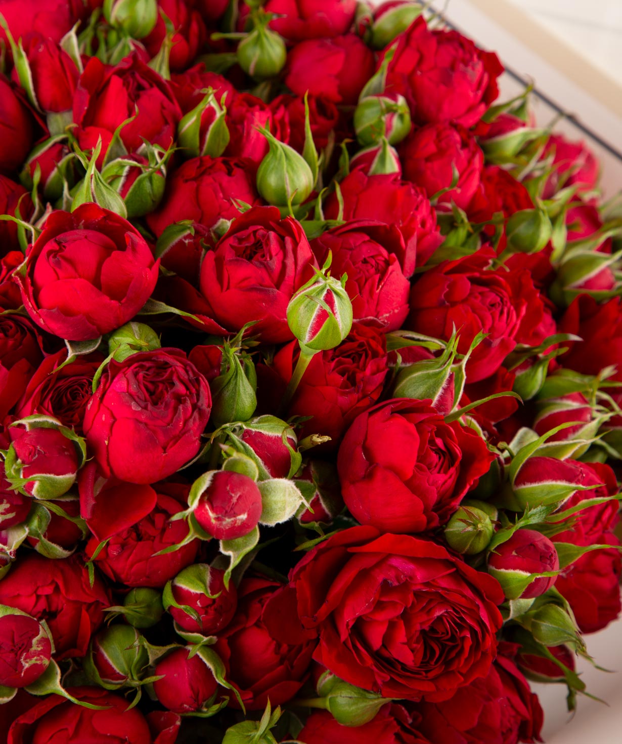 Ծաղկեփունջ «Ալեկսին» փնջային վարդերով