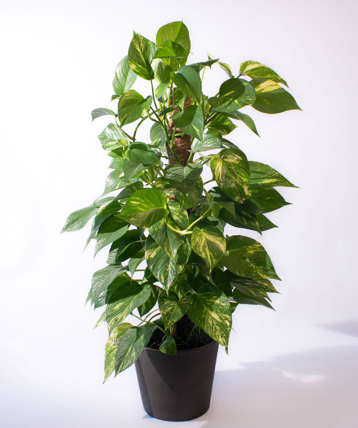 Բույս «O2 Gardens» Scindapsus