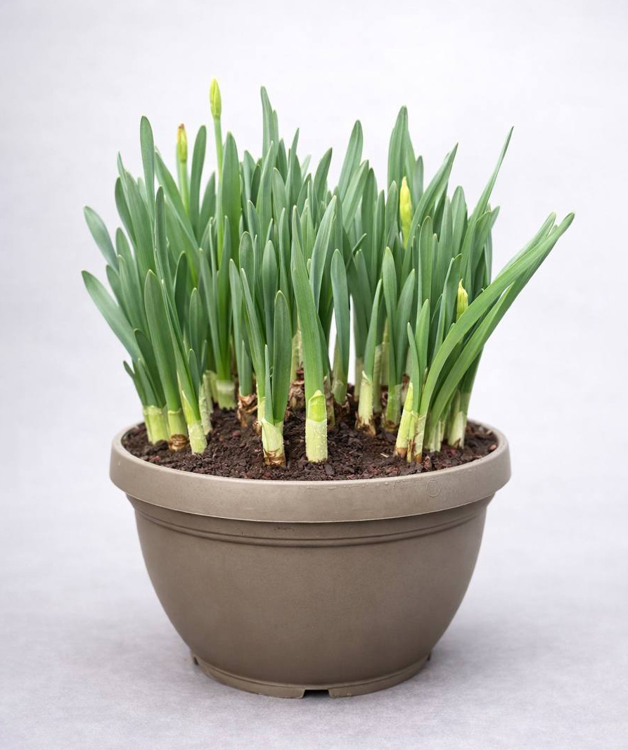 Растение «O2 Gardens» Tulipa, Narcissus, LIPARI0030-100 / LIPARI 30 CM 8,5 LT