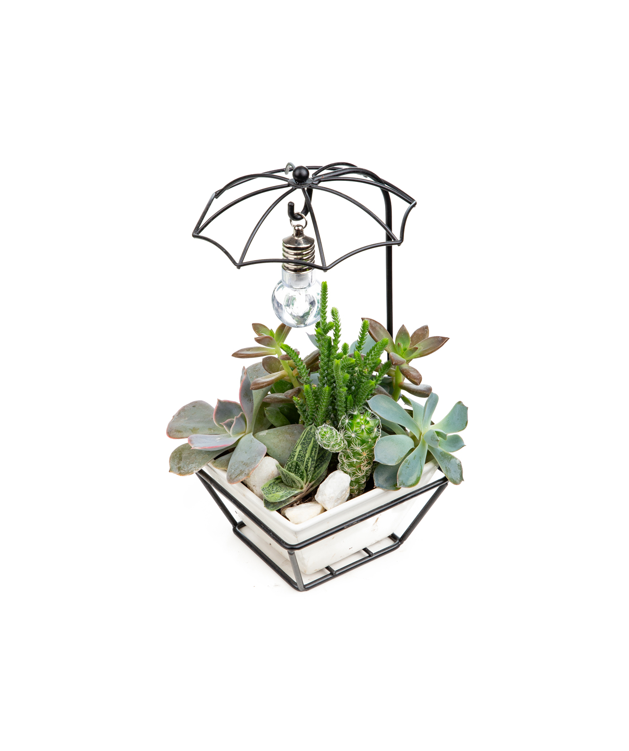 Plant «Eco Garden» Succulent №44