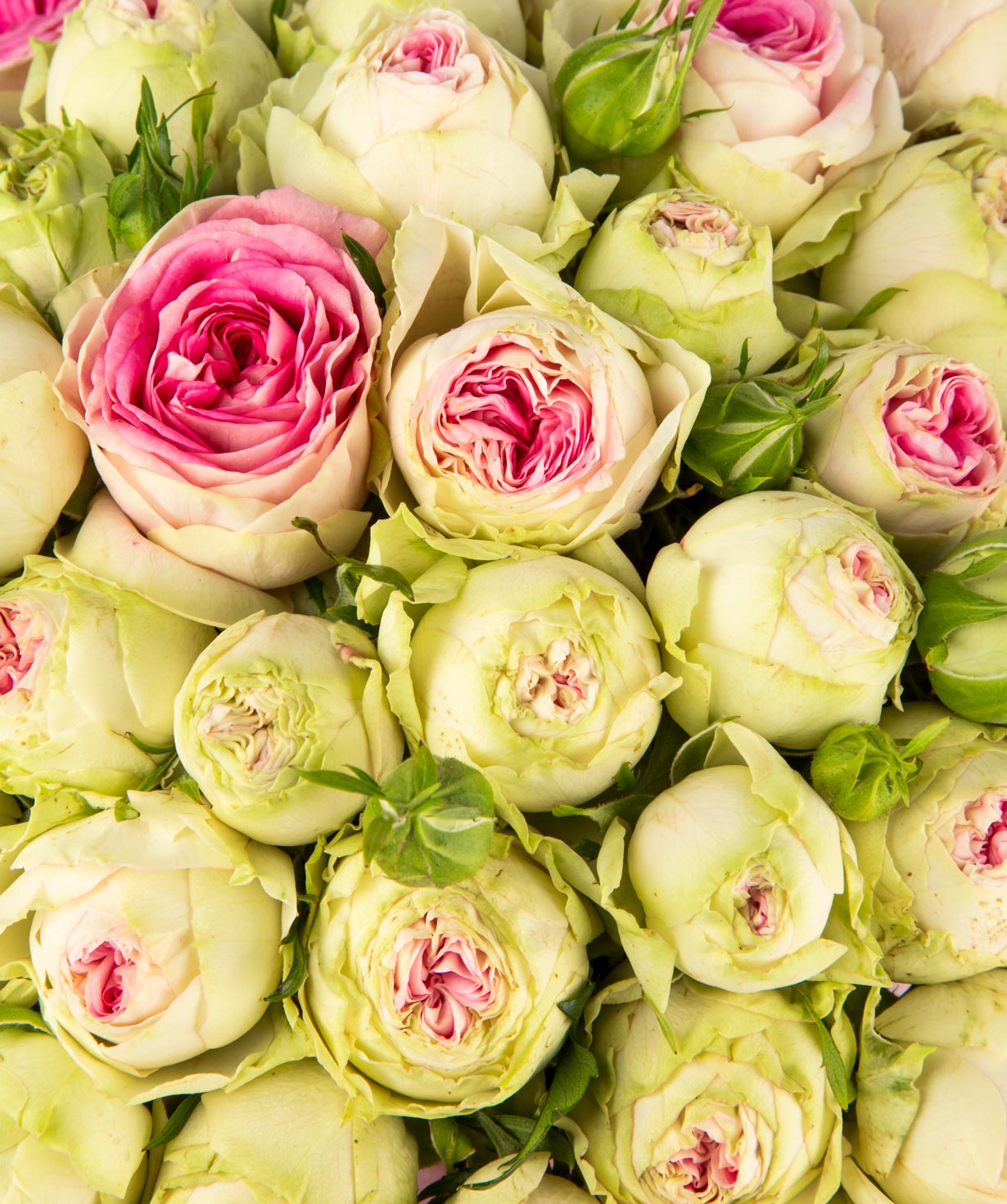 Композиция `Селен` с букетными пионовидными розами